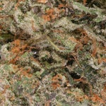 Albatross-Black-Tuna-01
