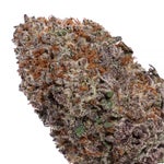 Lucky-Farms-Black-Domina-01
