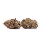 Lucky-Farms-Black-Domina-01