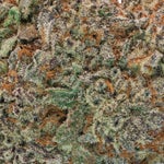 Lucky-Farms-Black-Domina-01