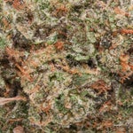 Superdank-Cannoli-01