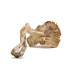 Amazeballs-Skinny-Golden-Teachers-01