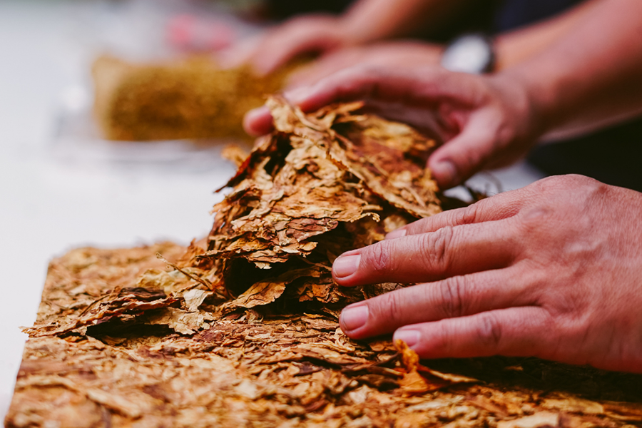 Dried-tobacco-being-prepared-for-cigarette-companies