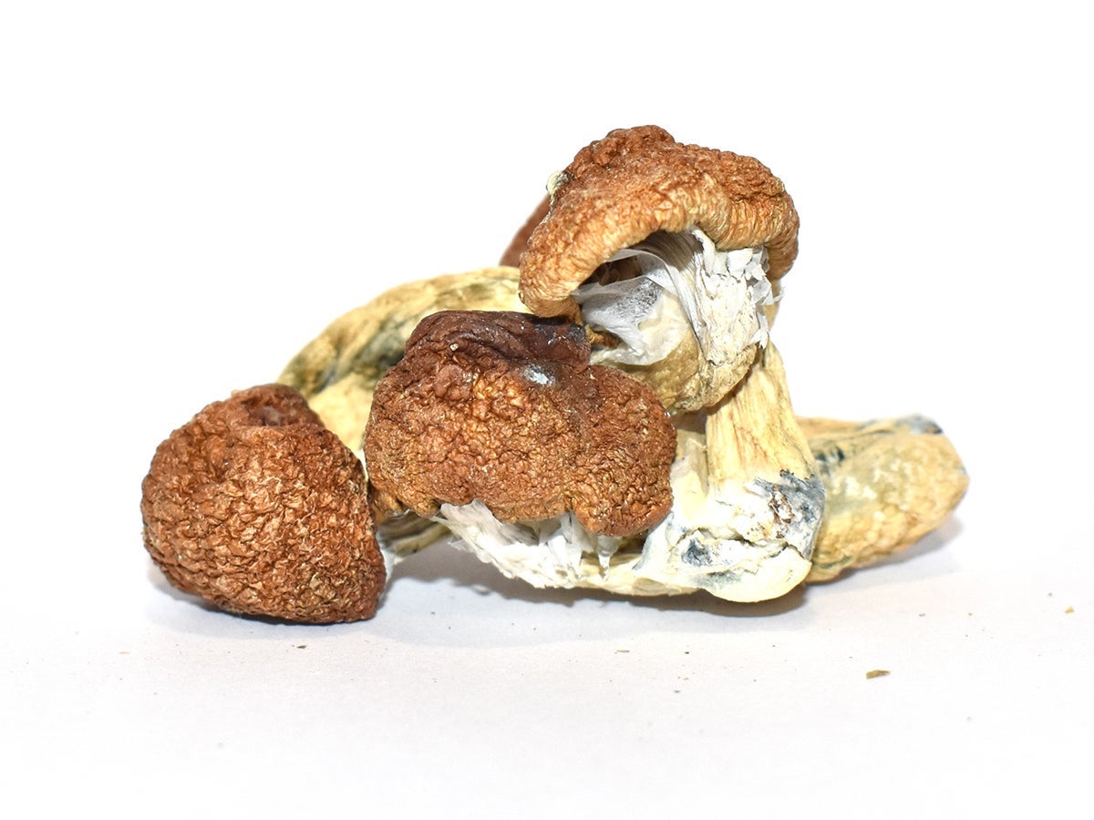 HH – Blue Meanies (Dried Magic Mushrooms)