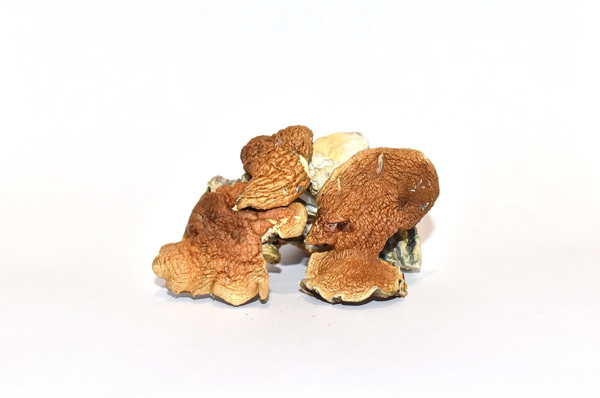 HH – Golden Teacher (Dried Magic Mushrooms)