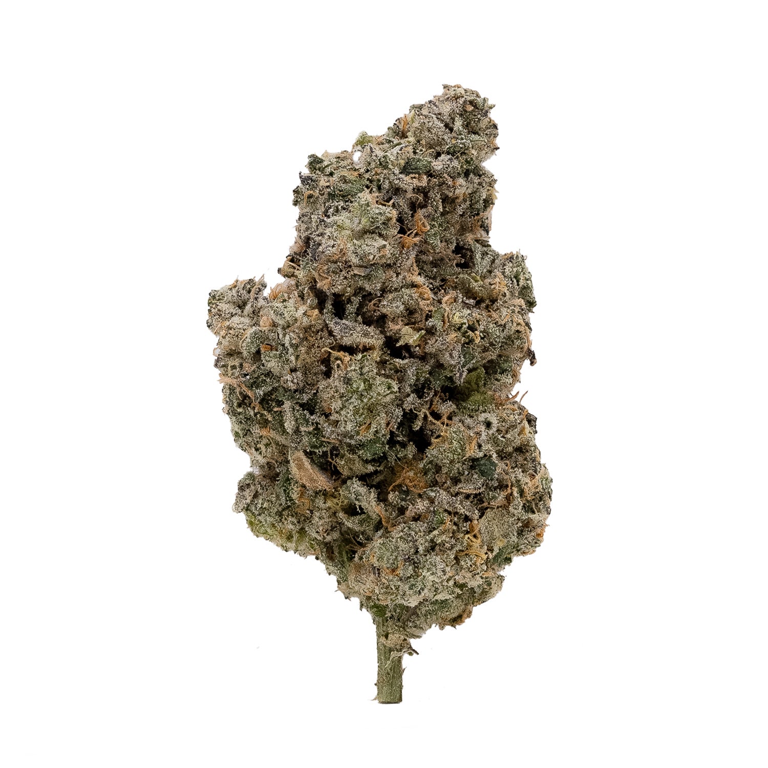 Jungle Ridge – Birthday Dawg