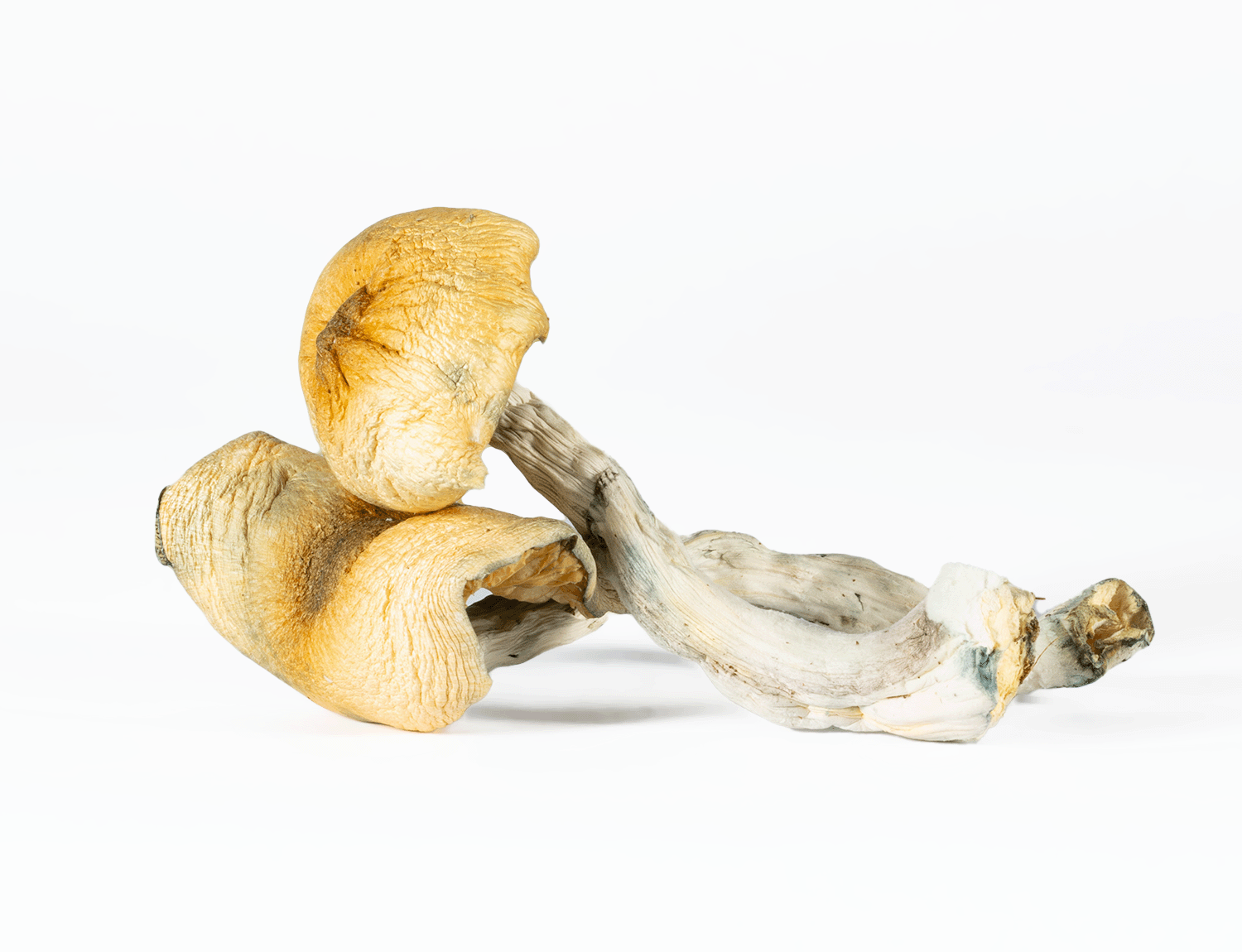 A-One Mushrooms – Steel Magnolia