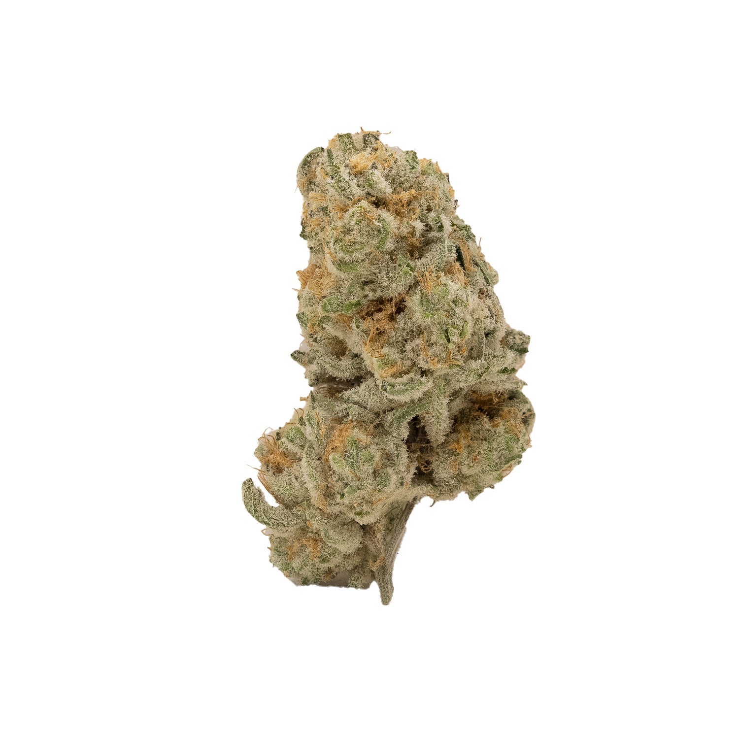 Cream Of The Crop – Platinum Gucci
