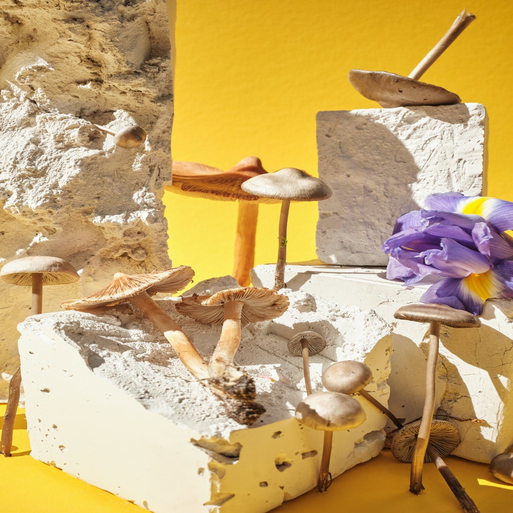shrooms, myths, learn more about magic mushrooms with sero