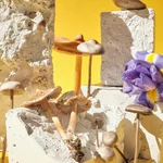 shrooms, myths, learn more about magic mushrooms with sero