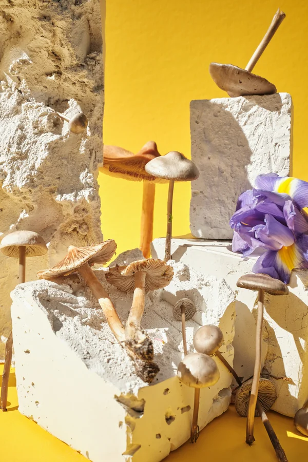 shrooms, myths, learn more about magic mushrooms with sero