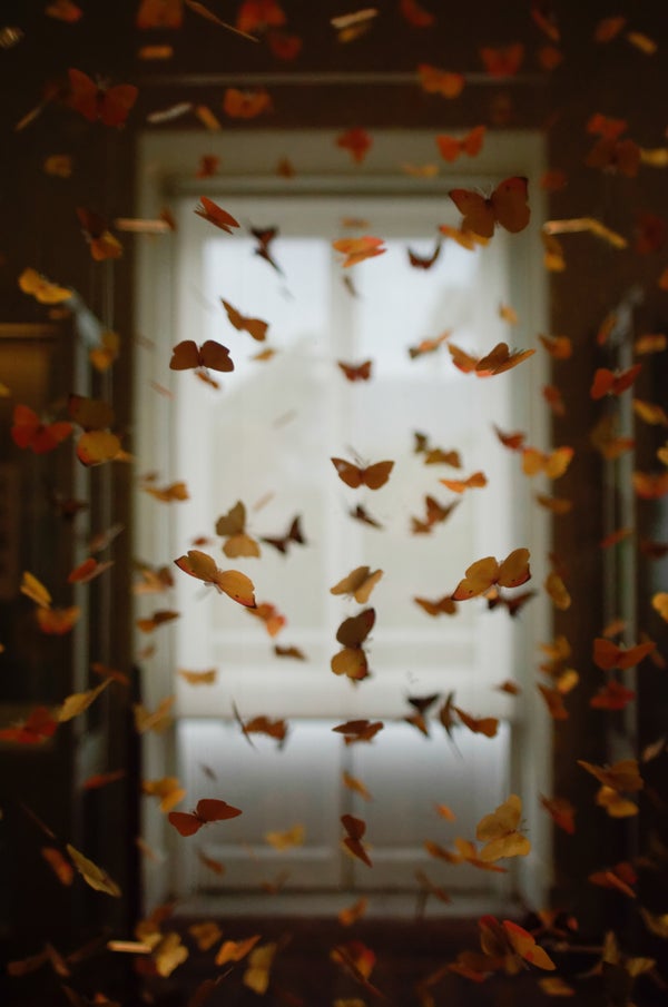 integration as a tool for transformation with magic mushrooms