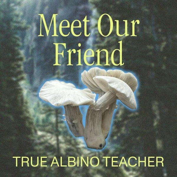 Meet our friend - true albino teacher - featured in sero's social spice tea