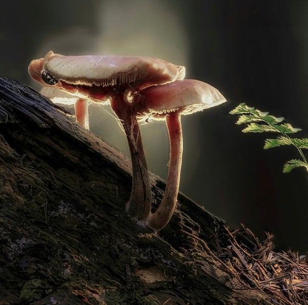 golden teach mushrooms in sero products