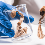 how to grow mushrooms at home