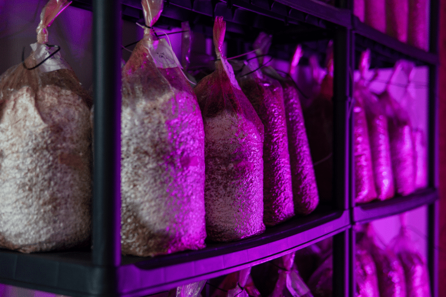 how to grow mushrooms