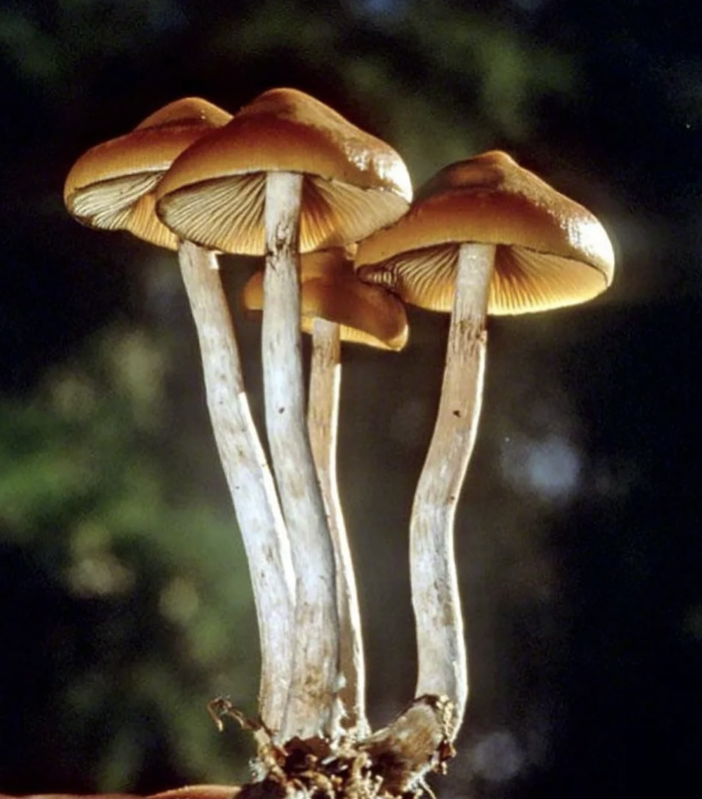 Golden Teacher Mushrooms