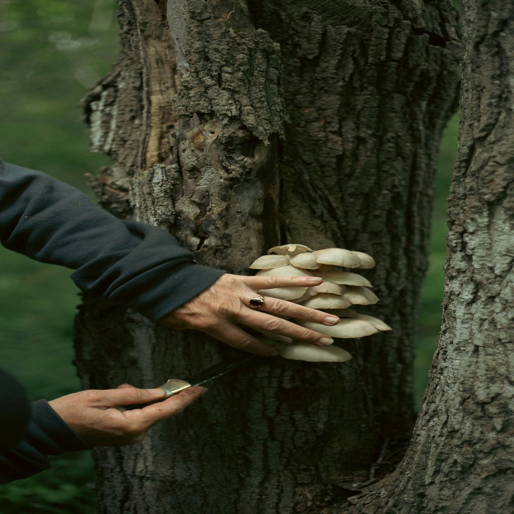 foraging magic mushrooms in Canada