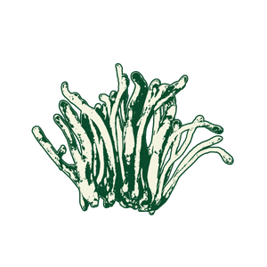 Cordyceps Militaris | Sero's View Master Ingredient | A functional mushroom that boosts cellular energy, oxygen use, and stamina—supporting vitality, endurance, and sustained mental focus.