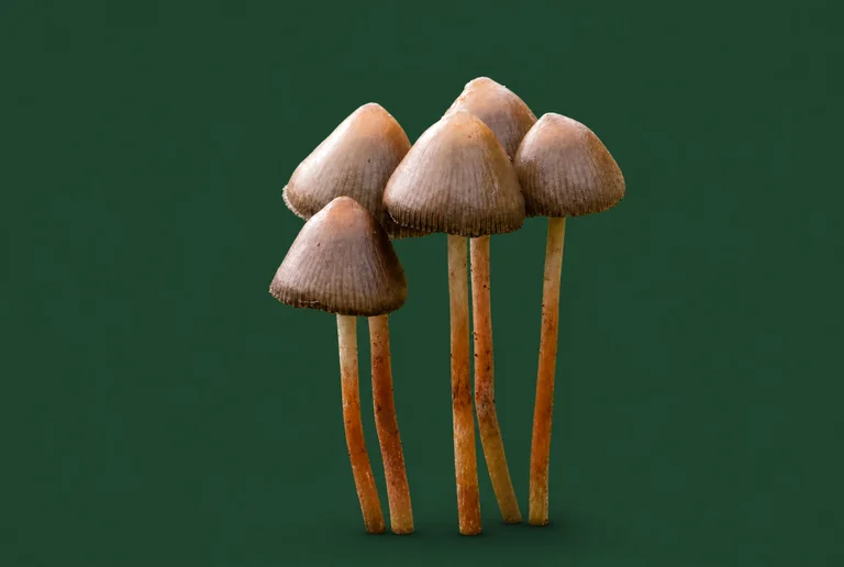 Psilocybe semilanceata (Liberty Cap) photo showing its pointed bell-shaped cap