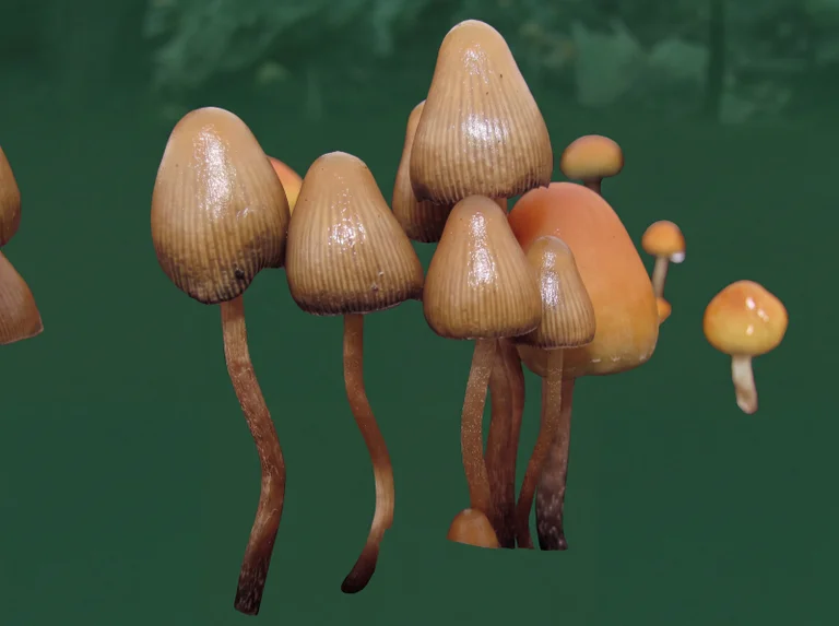 Psilocybe pelliculosa, a wild magic mushroom of British Columbia forests