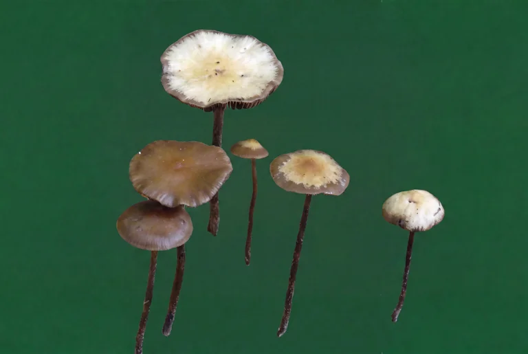 Psilocybe quebecensis