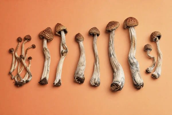 Different psilocybin mushroom strains arranged to compare potency and appearance