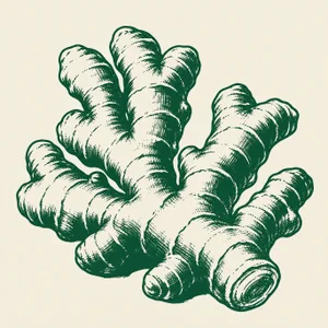 Vintage drawing of ginger