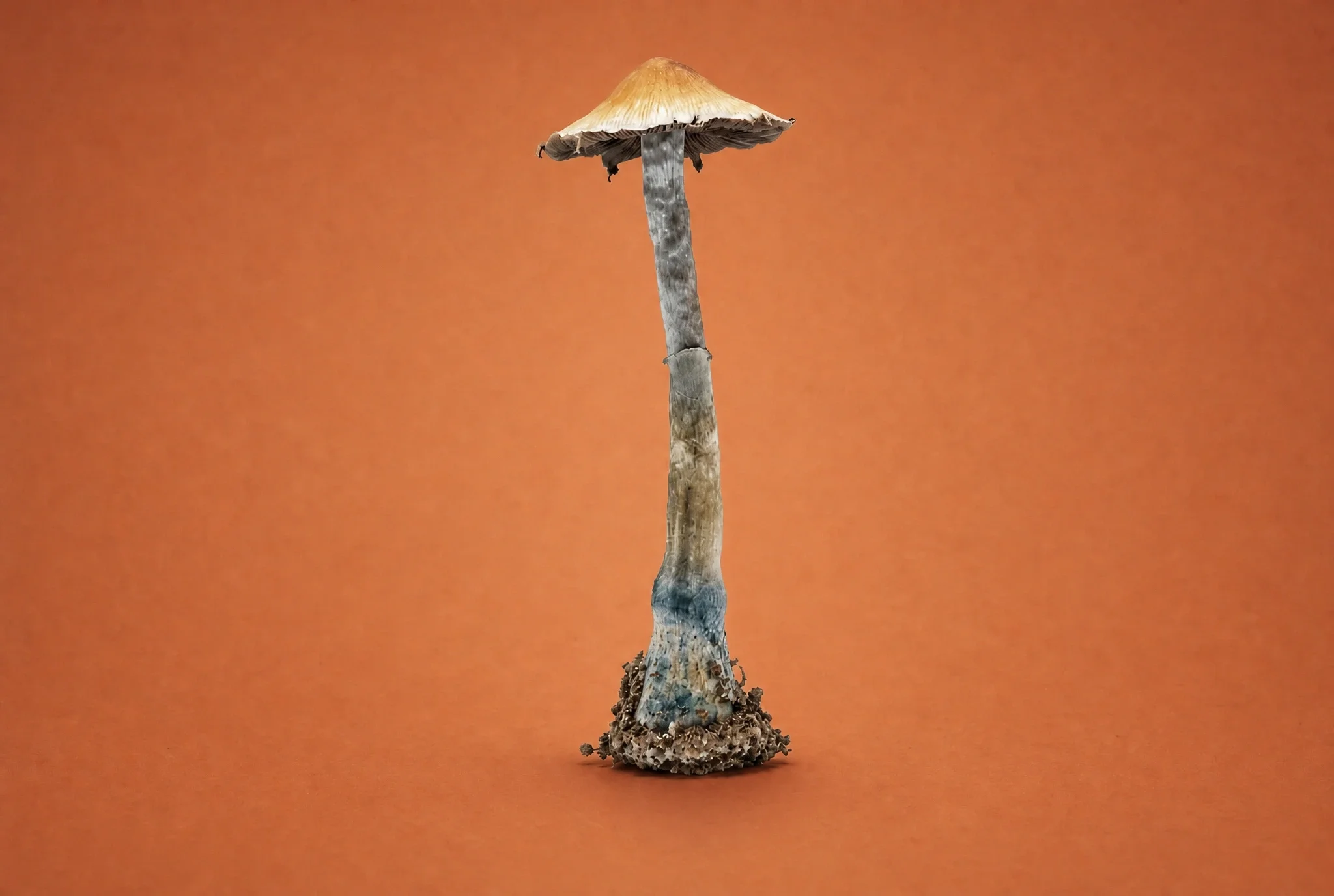 B+ Mushroom Strain