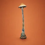 B+ Mushroom Strain