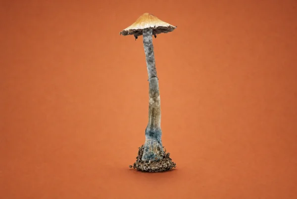 B+ Mushroom Strain