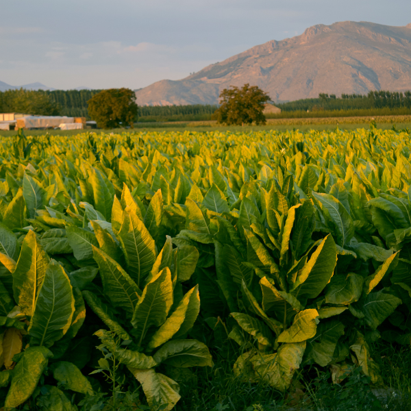 Historical Significance of Tobacco in Indigenous Cultures