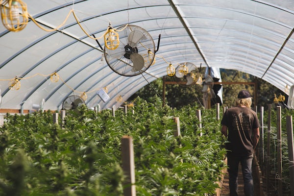commercial cannabis growing process
