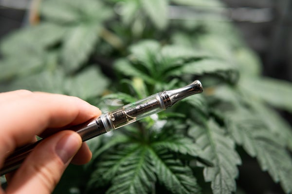 dab pen in front of marijuana plant