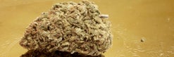 Golden Haze (AA)