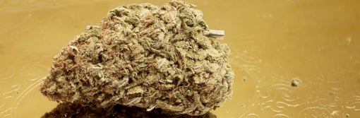 Golden Haze (AA)