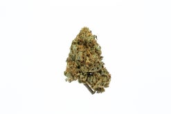 Chocolate Kush Strain