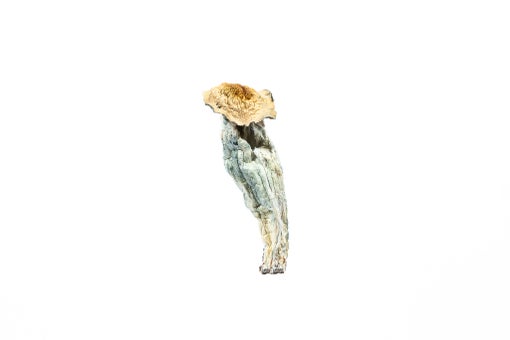 Transkei Mushrooms