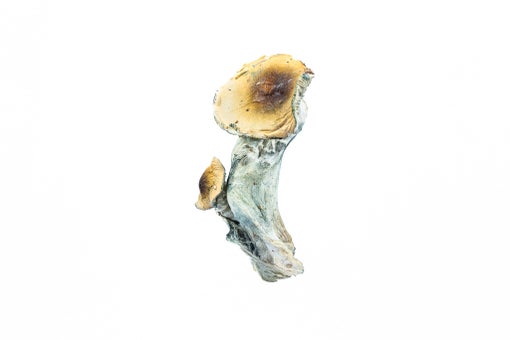 McKennaii Mushrooms