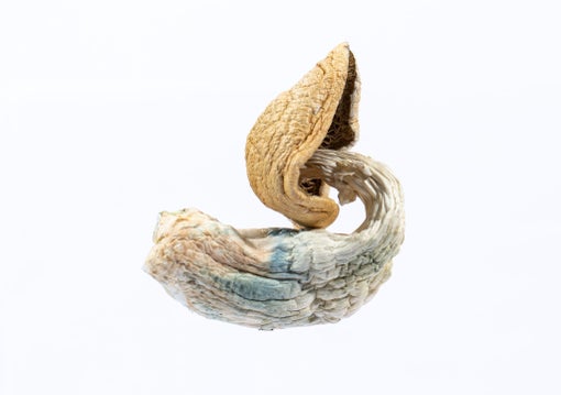 Blue Goba Mushrooms