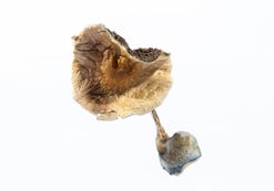 Aztec God Mushroom