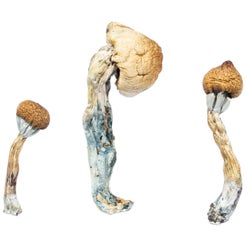 Penis Envy Mushrooms