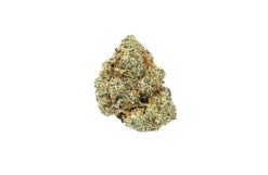 Elmer's Glue Strain