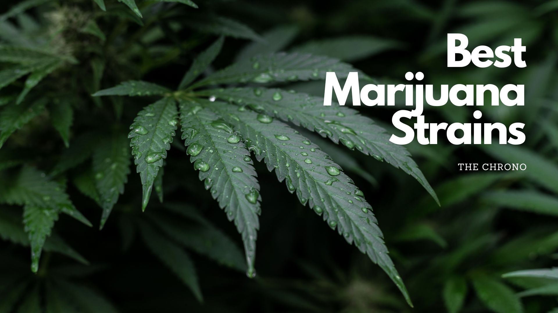 Top 10 Best Marijuana Strains: Guide & Review - 2023 Edition