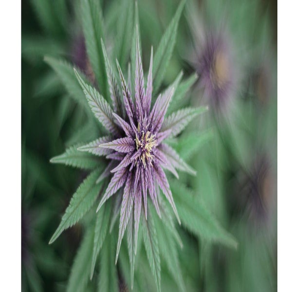 Weed Flower