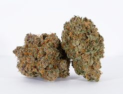 Tahiti Lime Strain (AAAA+)