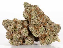 Gary Payton Strain (AAAA+)