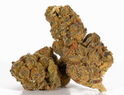 Night Nurse Strain (AA)