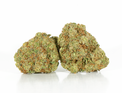 Chocoloco Strain