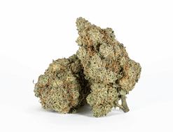 Afghan Hawaiian Strain